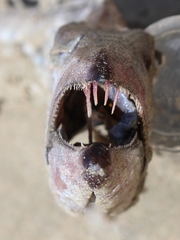 Lepidopus caudatus
