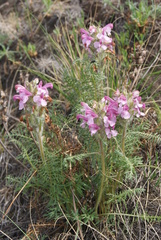Pedicularis rubens