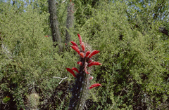 Cleistocactus baumannii