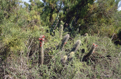 Cleistocactus baumannii