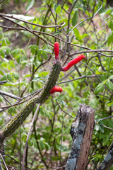 Cleistocactus baumannii