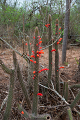 Cleistocactus baumannii