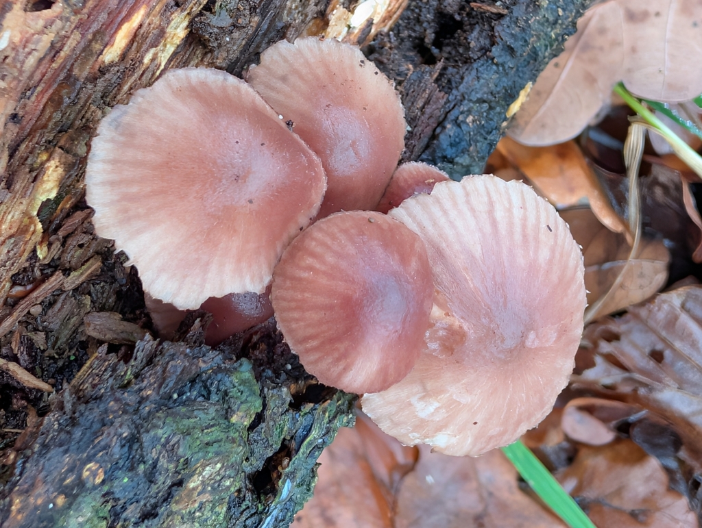Mycena haematopus · December 2025 · photo: © pilmar (iNaturalist, cc0)