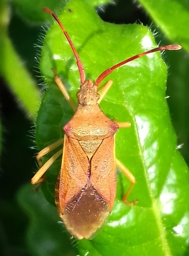 Box bug