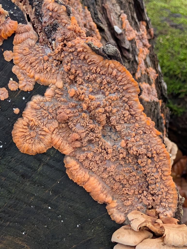 Phlebia radiata · December 2025 · photo: © pilmar (iNaturalist, cc0)