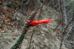 Cleistocactus baumannii