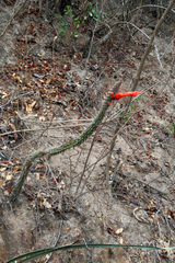 Cleistocactus baumannii