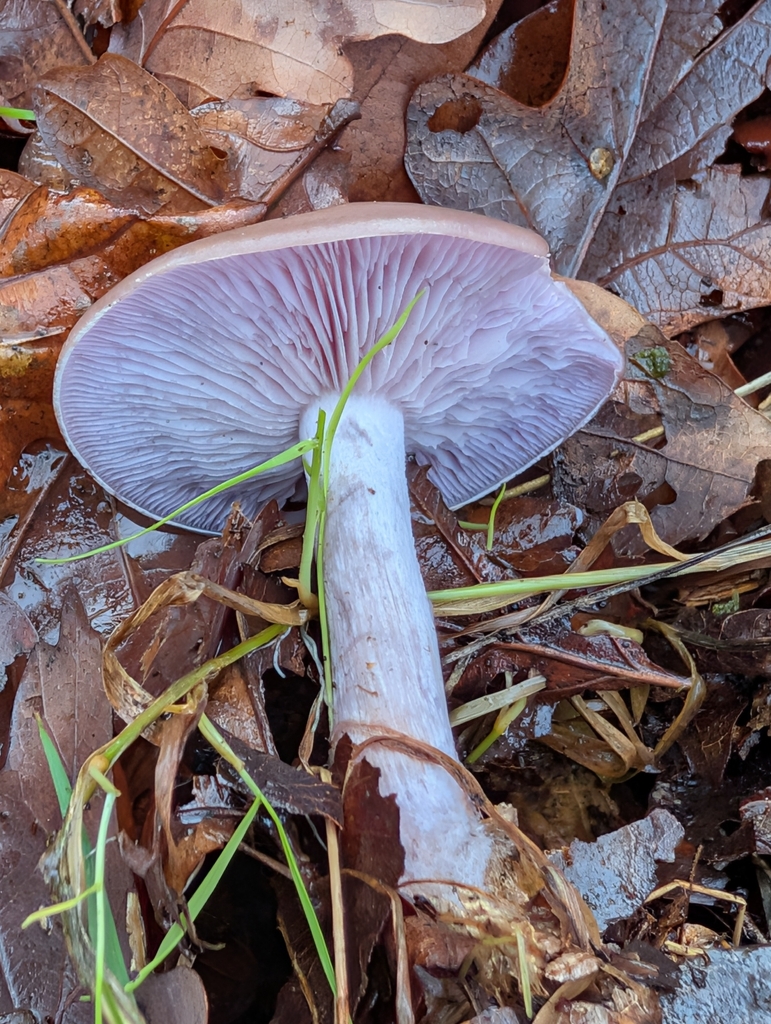 Collybia nuda · December 2025 · photo: © pilmar (iNaturalist, cc0)