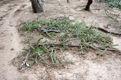 Cleistocactus baumannii