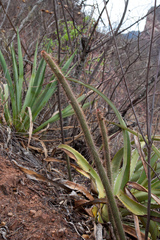Cleistocactus baumannii
