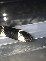 Micrurus dumerilii dumerilii