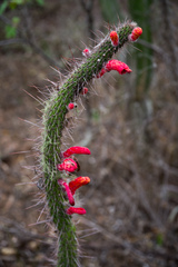 Cleistocactus baumannii
