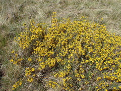 Genista anglica