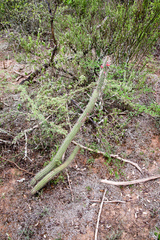 Cleistocactus baumannii