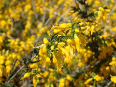 Genista anglica