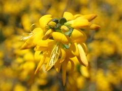 Genista anglica