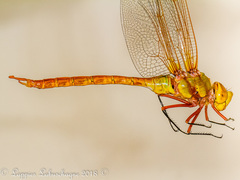 Anax speratus
