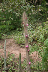 Cleistocactus baumannii