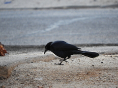 Quiscalus mexicanus