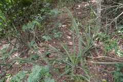 Cleistocactus baumannii