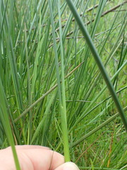 Juncus acutiflorus