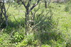Cleistocactus baumannii