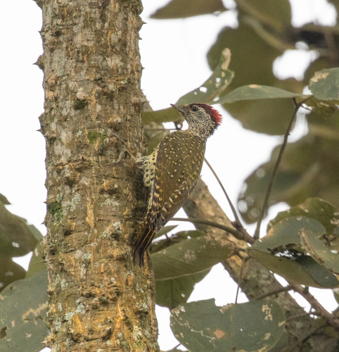 iNaturalist image
