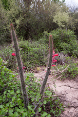 Cleistocactus baumannii