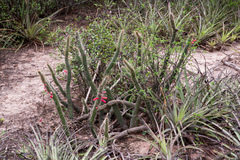 Cleistocactus baumannii