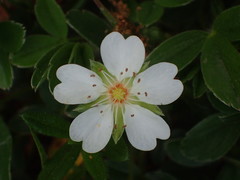 Potentilla montana