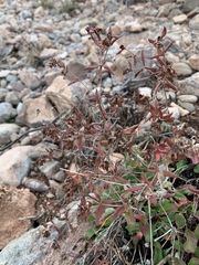 Eriogonum wootonii
