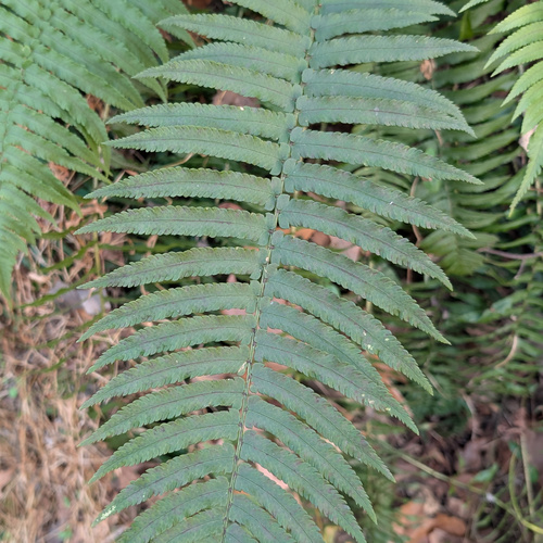 Dryopteris cycadina, photograph 5