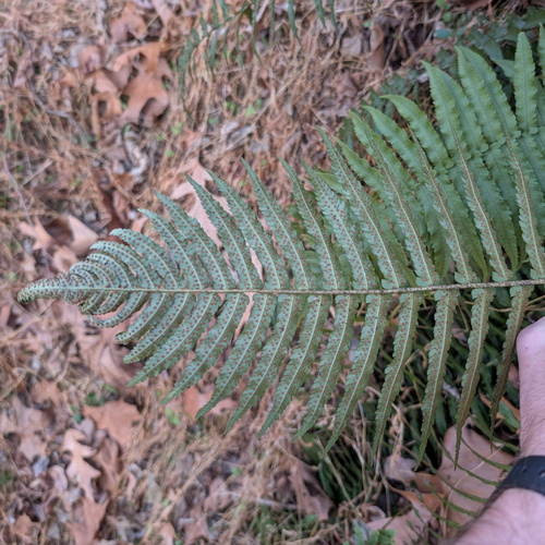 Dryopteris cycadina, photograph 6
