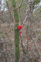 Cleistocactus baumannii
