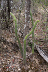 Cleistocactus baumannii