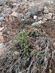 Eriogonum wootonii