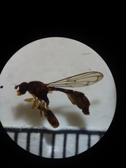 Sphegina