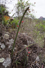 Cleistocactus baumannii