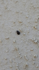 Eriopis magellanica