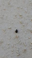 Eriopis magellanica