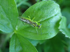 Rhogogaster viridis
