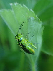 Rhogogaster viridis