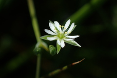 Stellaria alsine