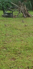 Turdus migratorius image
