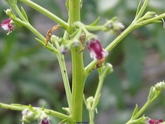 Scrophularia canina