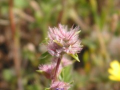 Trifolium stellatum