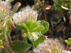 Trifolium cherleri