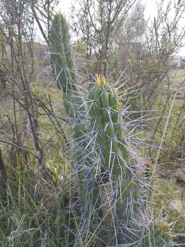 Harrisia tetracantha, photograph 4