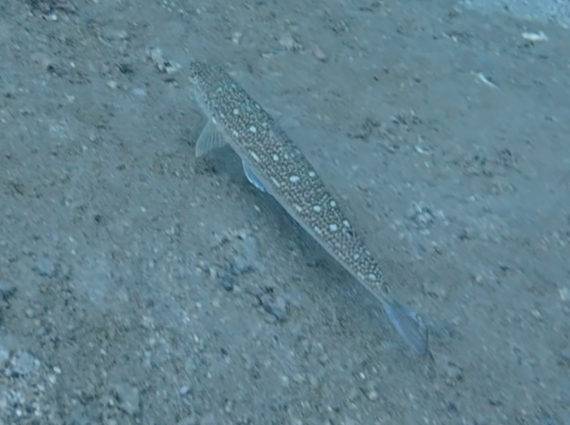 Sechura lizardfish (Synodus sechurae) — Synodontidae