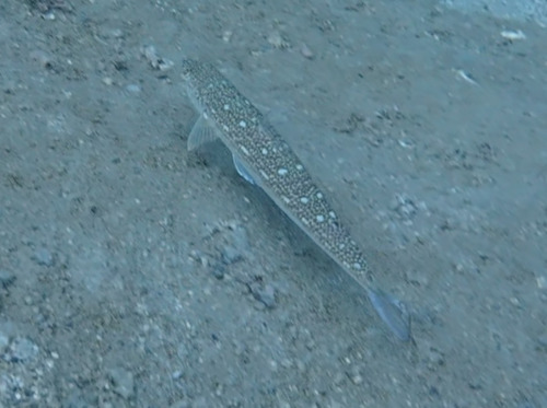 Sechura lizardfish (Synodus sechurae) — Synodontidae